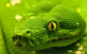 Is Snake Venom the New Botox?