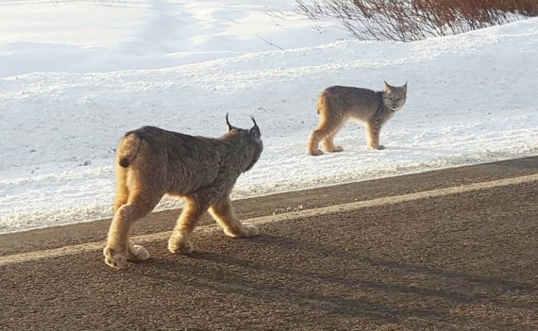 Lynx Hit The Slopes in Colorado